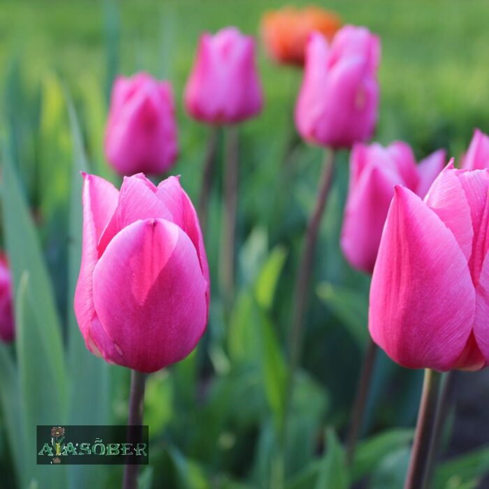 Darwinhübriidtulp 'Big Love' (5 tk)