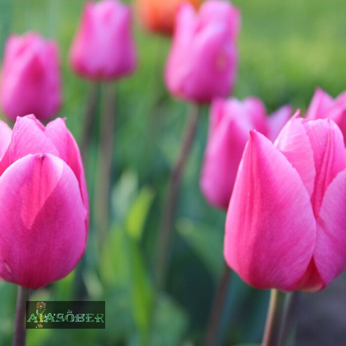 Darwinhübriidtulp 'Big Love' (5 tk) - Image 2