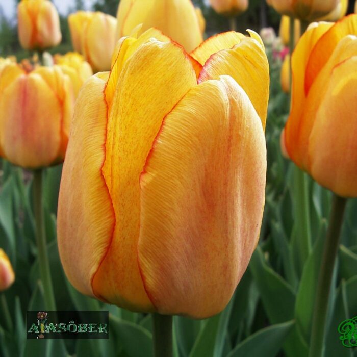 Darwinhübriidtulp 'Orange Lion' (5 tk)