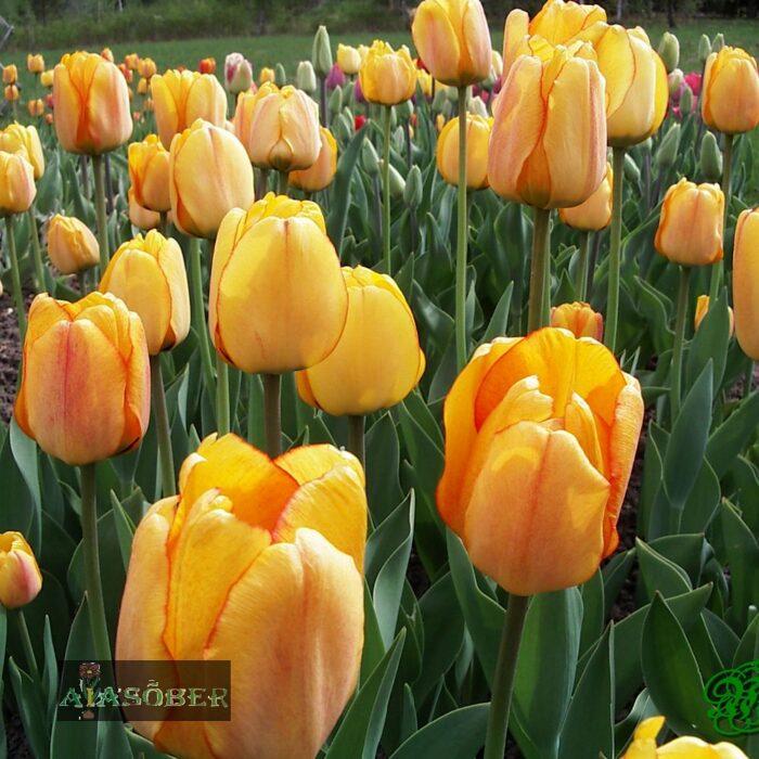 Darwinhübriidtulp 'Orange Lion' (5 tk) - Image 2