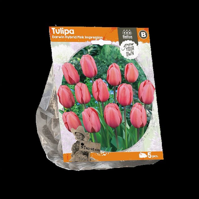 Darwinhübriidtulp 'Pink Impression' (5 tk)