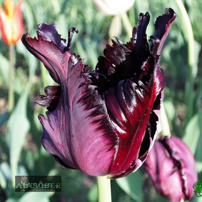 Papagoitulp 'Black Parrot' (5 tk)