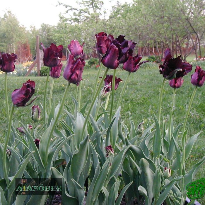 Papagoitulp 'Black Parrot' (5 tk) - Image 2