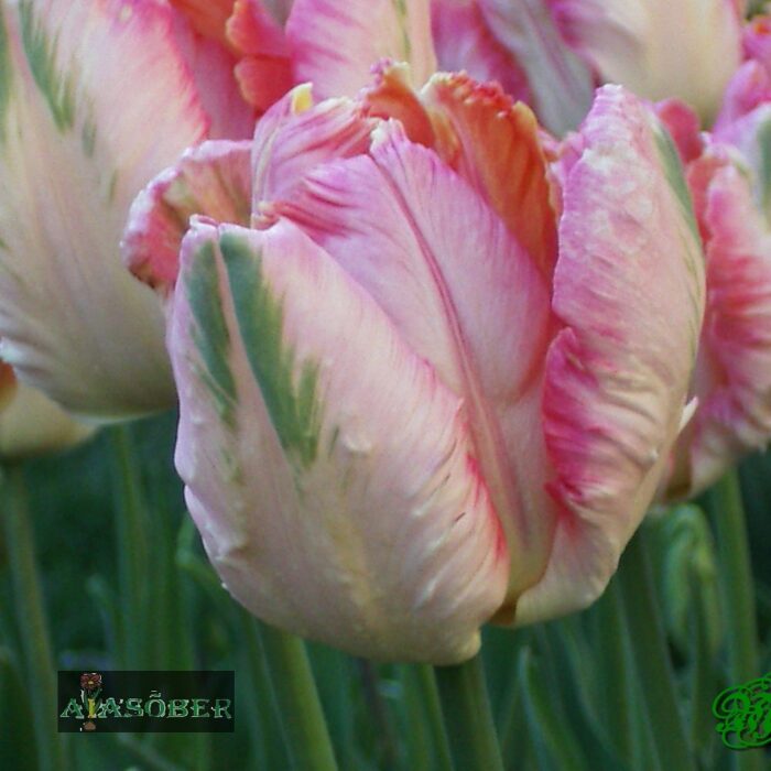 Papagoitulp 'Green Wave' (5 tk)