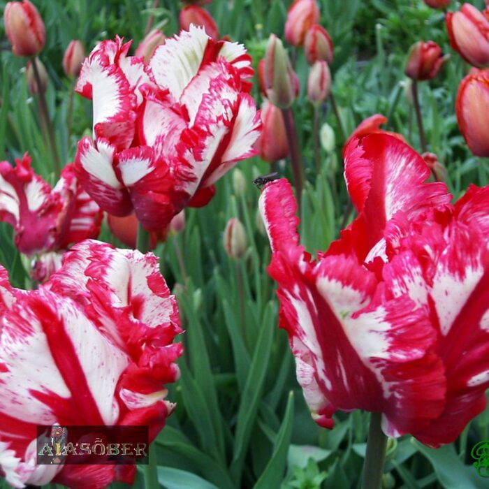 Papagoitulp 'Estella Rijnveld' (12 tk)