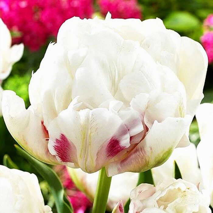 Täidisõieline varajane tulp 'Ice Wonder' (10 tk)