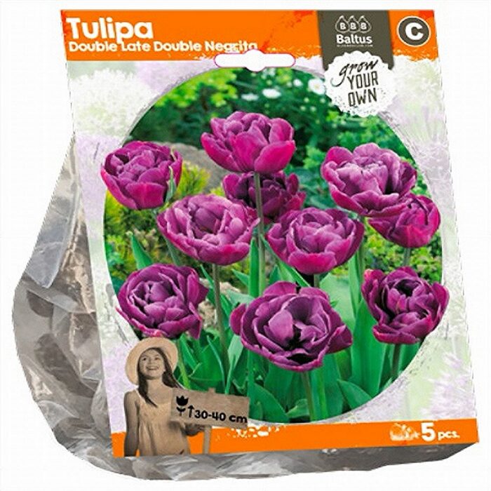Täidisõieline hiline tulp 'Double Negrita'  (5 tk)