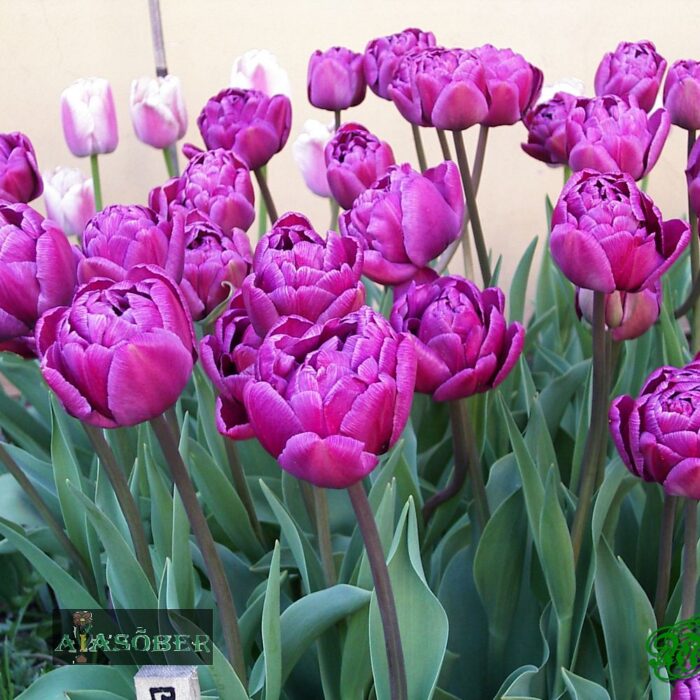 Täidisõieline hiline tulp 'Double Negrita'  (5 tk) - Image 2