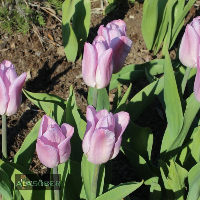 Lihtõieline varajane tulp 'Candy Prince' (5 tk)