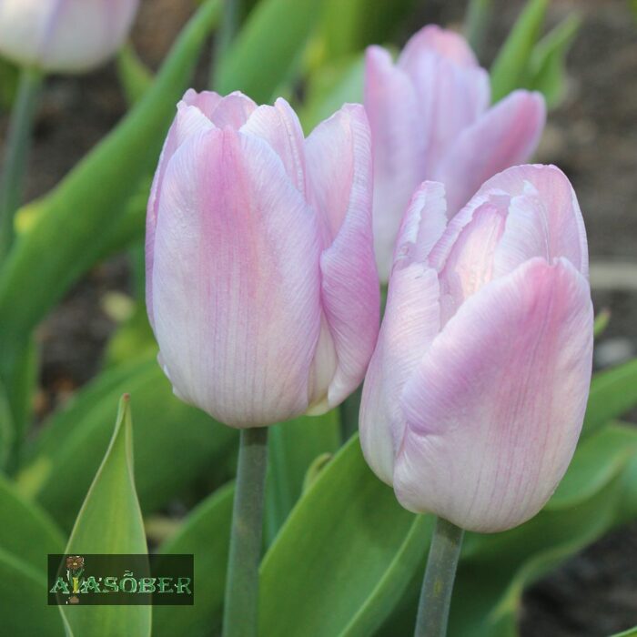 Lihtõieline varajane tulp 'Candy Prince' (5 tk) - Image 2