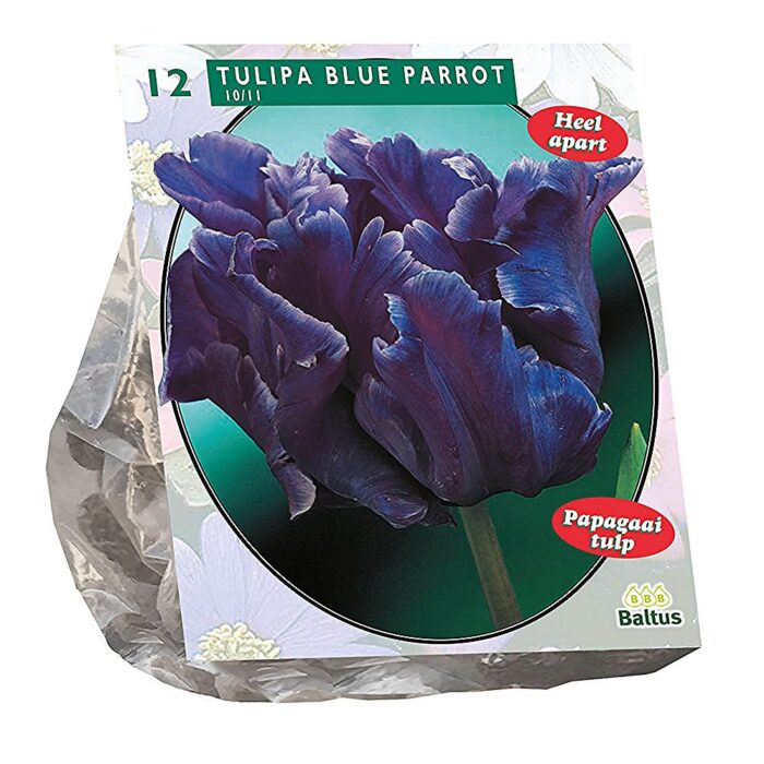 Papagoitulp 'Blue Parrot' (12 tk)