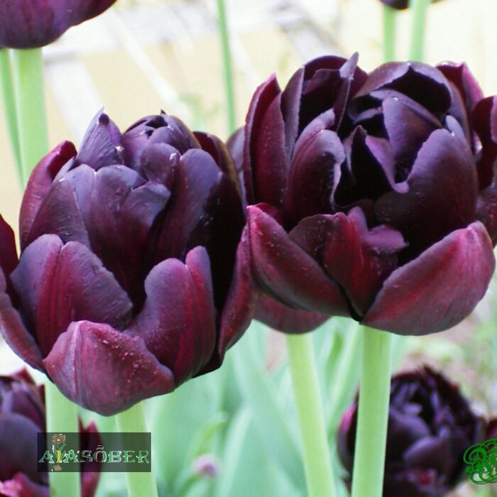 Täidisõieline hiline tulp 'Black Hero'  (5 tk) - Image 2