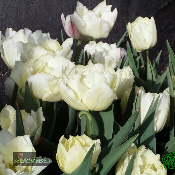 Täidisõieline varajane tulp 'White Valley' (10 tk)