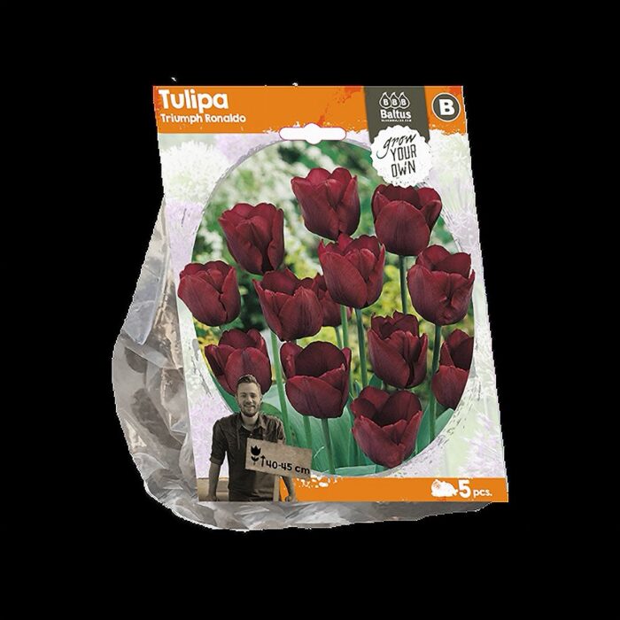 Triumftulp 'Ronaldo' (5 tk)