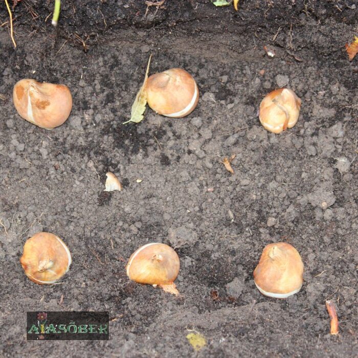 Triumftulp 'Ronaldo' (5 tk) - Image 2
