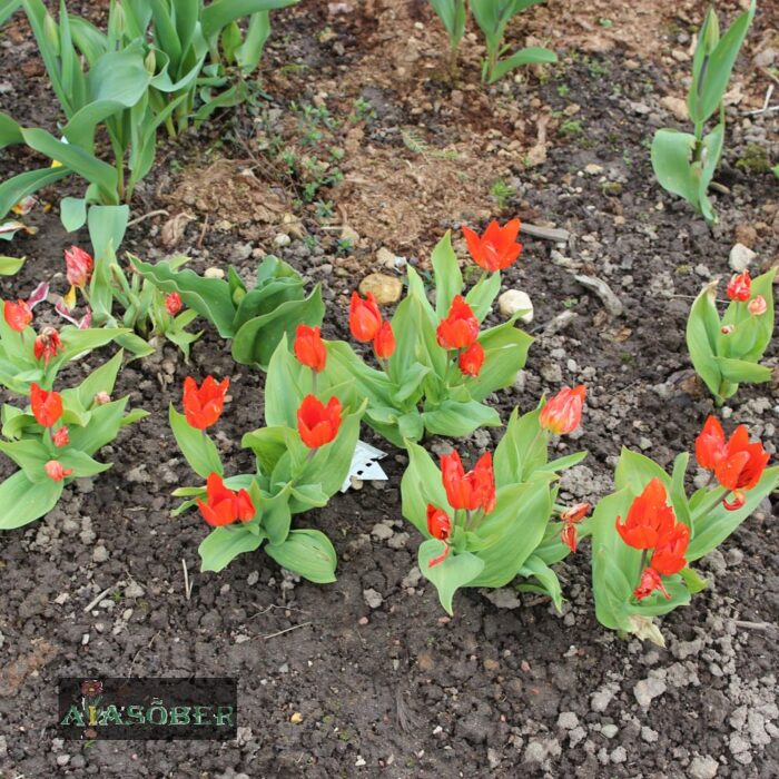 Oivaline tulp 'Zwanenburg' (25 tk)