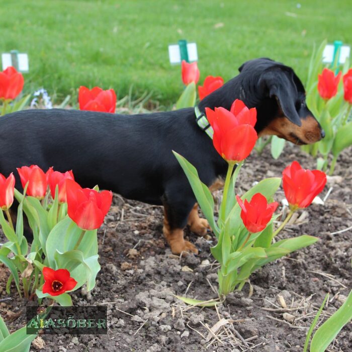 Oivaline tulp 'Zwanenburg' (25 tk) - Image 2