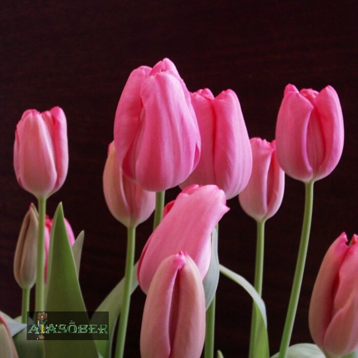 Triumftulp 'Pink Flag' (5 tk)
