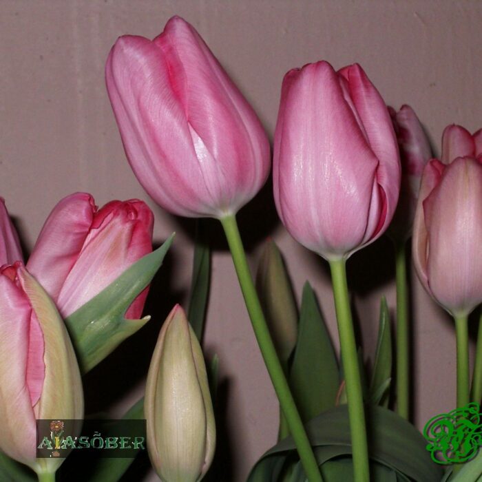 Triumftulp 'Pink Flag' (5 tk) - Image 2