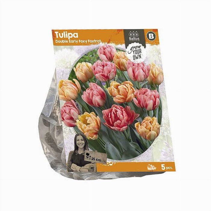 Täidisõieline varajane tulp 'Foxy Foxtrot' (5 tk)