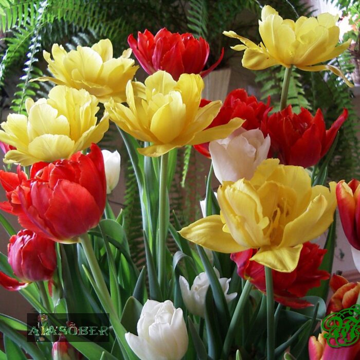 Täidisõieline varajane tulp 'Foxy Foxtrot' (5 tk) - Image 2