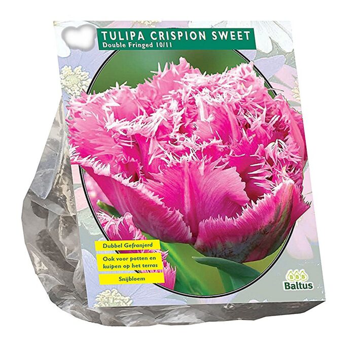 Täidisõieline narmastulp 'Crispion Sweet' (10 tk)