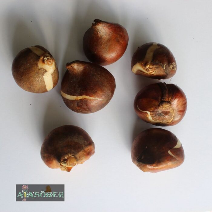 Täidisõieline narmastulp 'Crispion Sweet' (10 tk) - Image 2