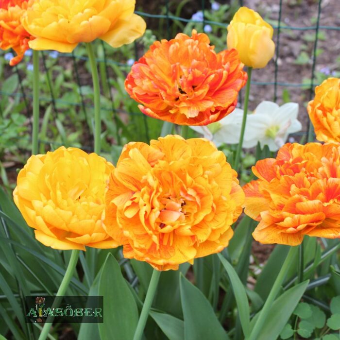 Täidisõieline hiline tulp 'Sun Lover' (12 tk)