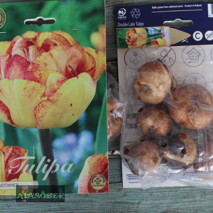 Täidisõieline hiline tulp 'Sun Lover' (12 tk) - Image 2