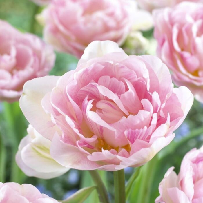 Täidisõieline hiline tulp 'Finola' (10 tk)