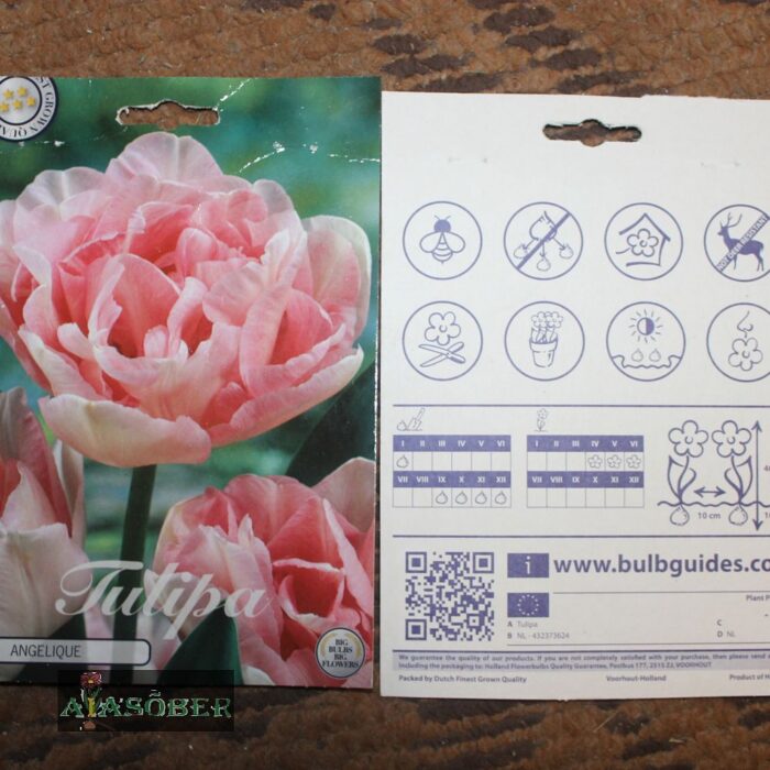 Täidisõieline hiline tulp 'Angelique'  (5 tk) - Image 2