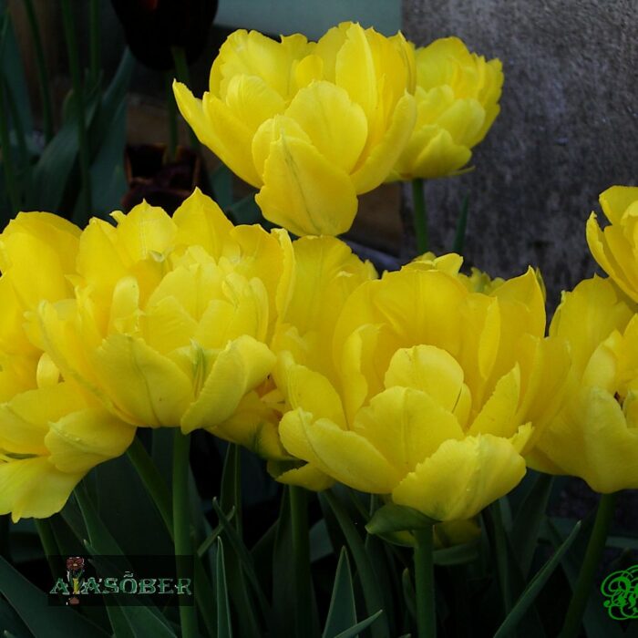 Täidisõieline hiline tulp 'Yellow Pompenette' (15 tk)