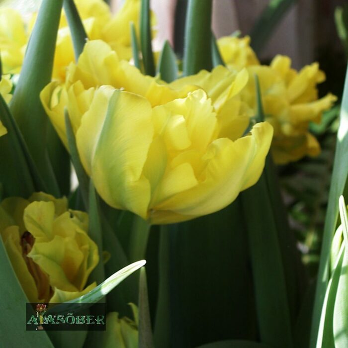 Täidisõieline hiline tulp 'Yellow Pompenette' (15 tk) - Image 2