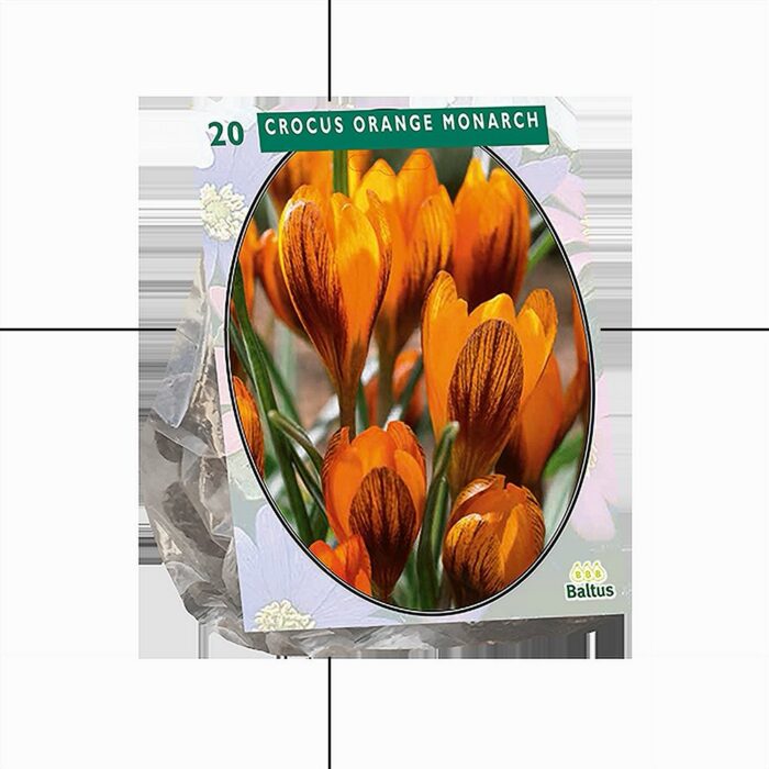 Krookus 'Orange Monarch' (20 tk)