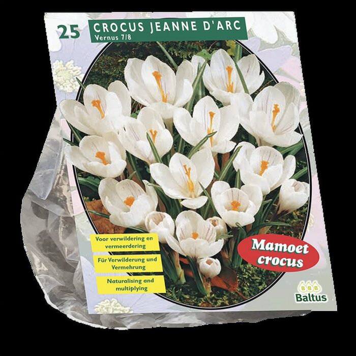 Suureõieline valge krookus  (25 tk)