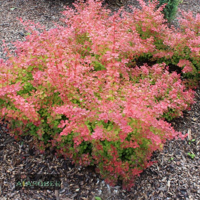 Thunbergi kukerpuu 'Ruby Star'