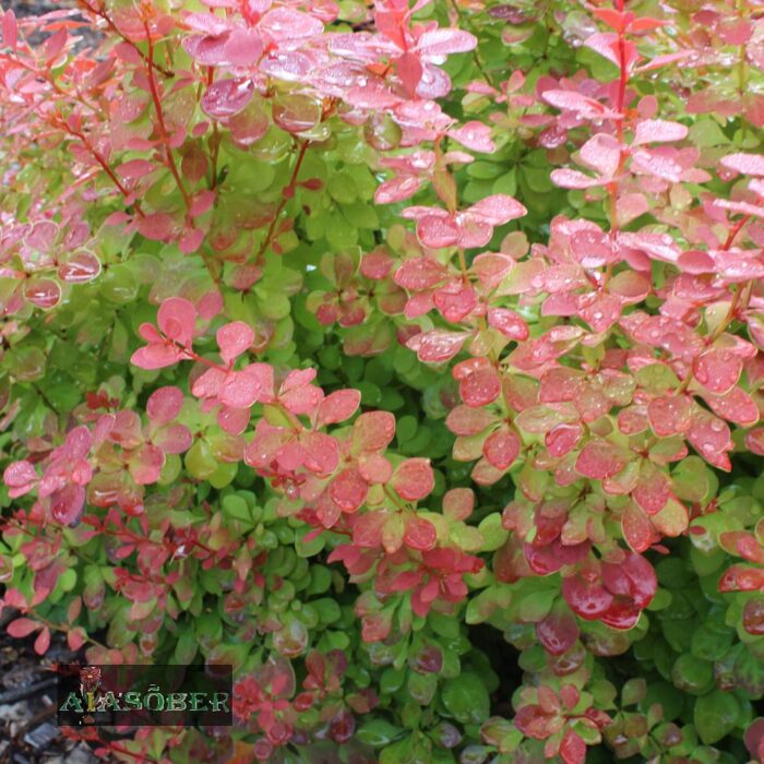 Thunbergi kukerpuu 'Ruby Star' - Image 4