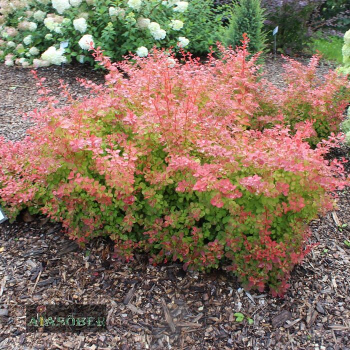 Thunbergi kukerpuu 'Ruby Star' - Image 3
