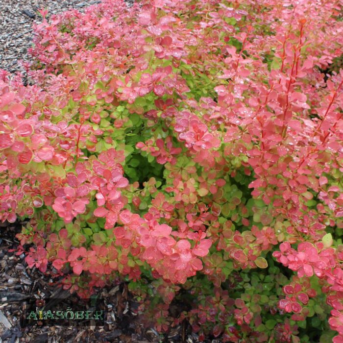 Thunbergi kukerpuu 'Ruby Star' - Image 2
