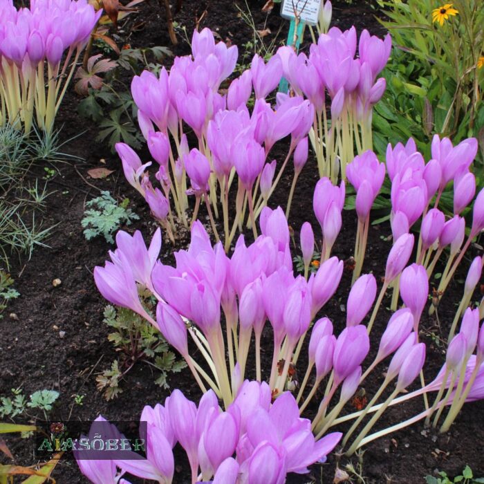 Harilik sügislill 'Lilac Wonder' - Image 3