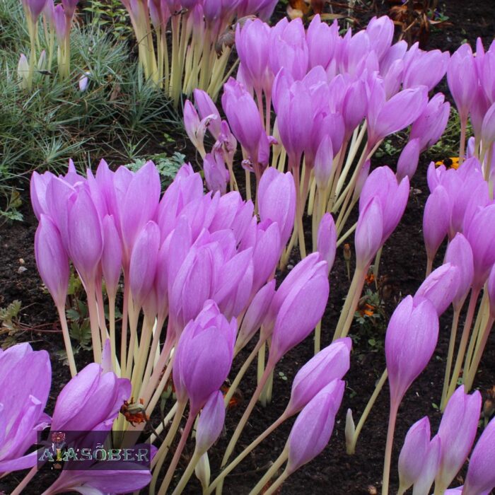 Harilik sügislill 'Lilac Wonder'