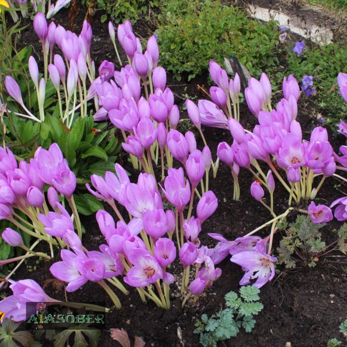 Harilik sügislill 'Lilac Wonder' - Image 4