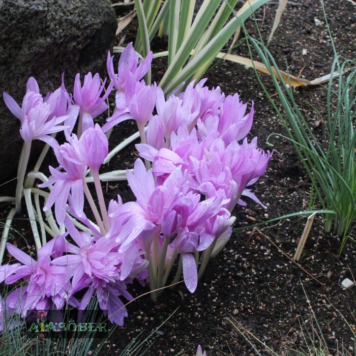 Harilik sügislill 'Waterlily' - Image 4