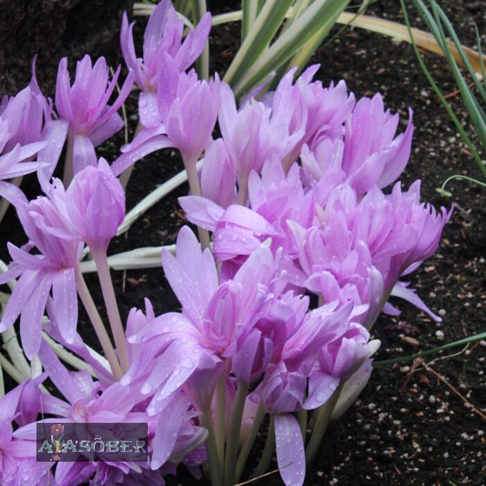 Harilik sügislill 'Waterlily' - Image 2