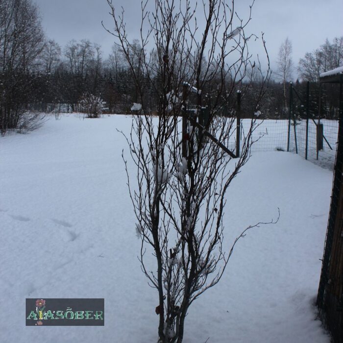 Püramiidtamm 'Fastigiata'