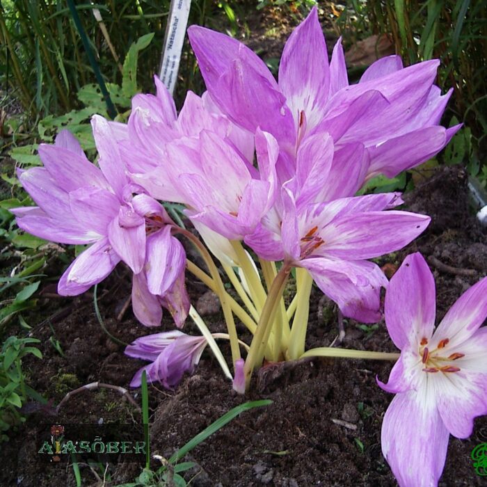 Harilik sügislill 'Waterlily' - Image 3