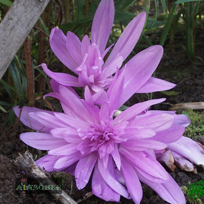 Harilik sügislill 'Waterlily'