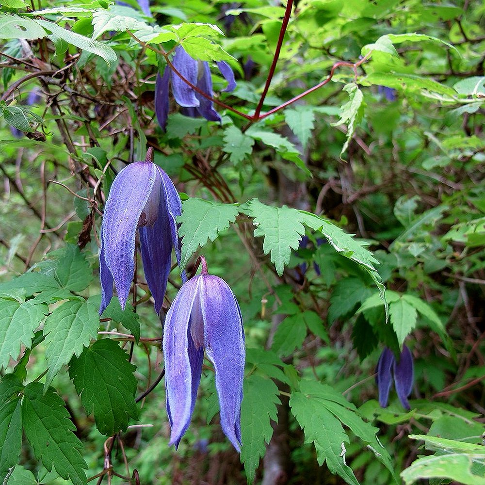 Alpi elulõng - Image 2