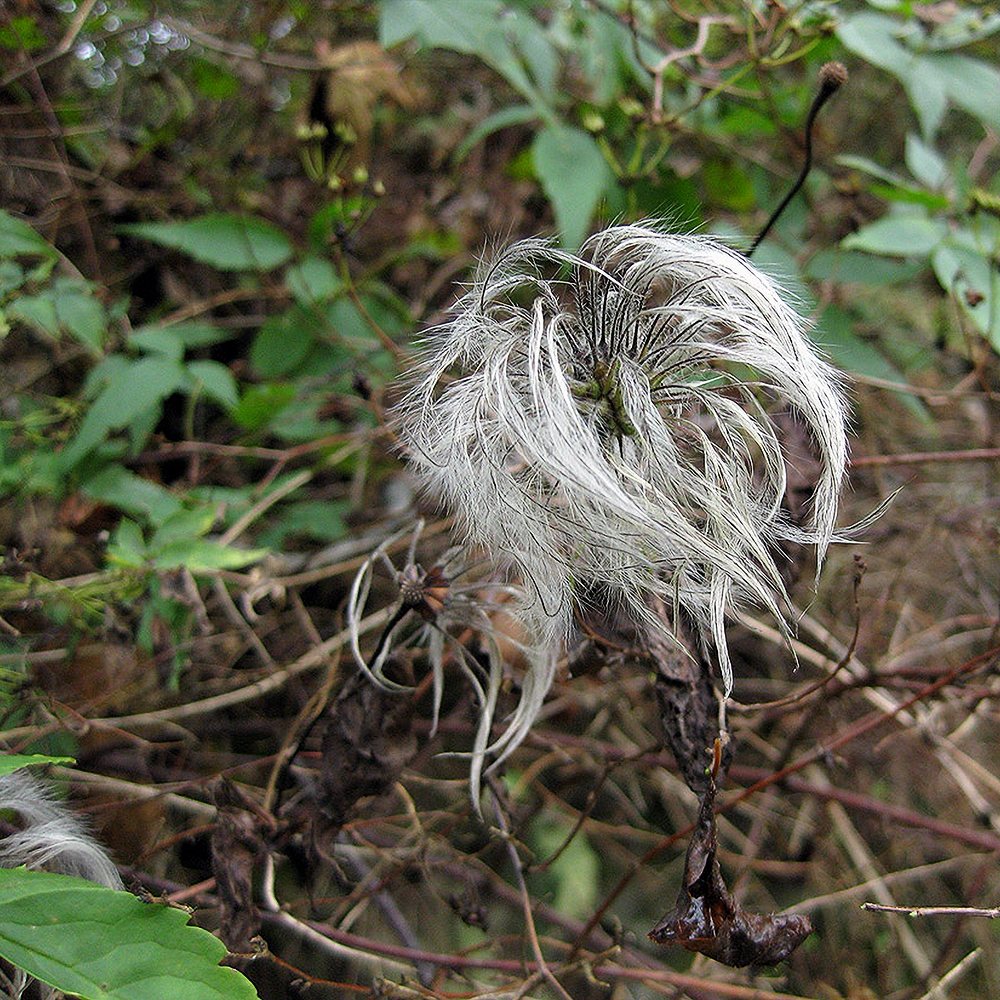 Alpi elulõng - Image 3