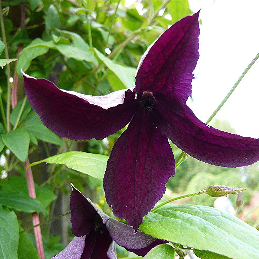 Sinine elulõng 'Black Prince' - Image 2